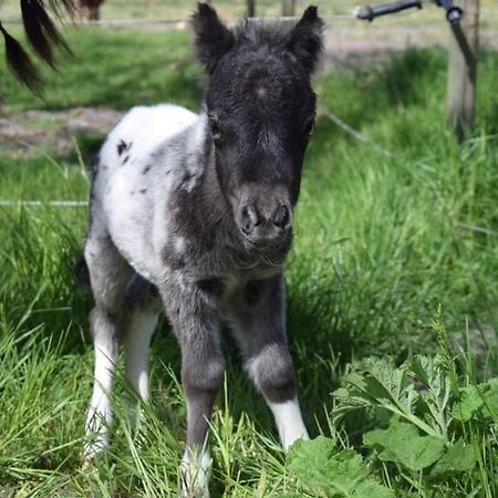 סנט מארטן B&B Hoeve Dijkstal Logeren Op De Boerderij מראה חיצוני תמונה