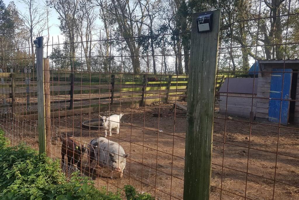 סנט מארטן B&B Hoeve Dijkstal Logeren Op De Boerderij מראה חיצוני תמונה