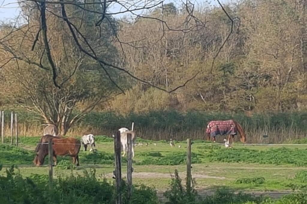 סנט מארטן B&B Hoeve Dijkstal Logeren Op De Boerderij מראה חיצוני תמונה